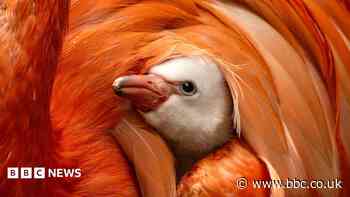 Flamingo born at park where sibling Frankie escaped