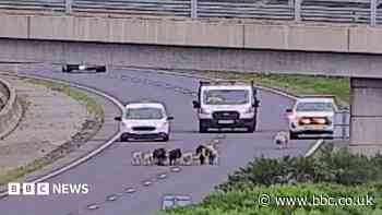 Flock of sheep wander on to A90 during morning rush hour