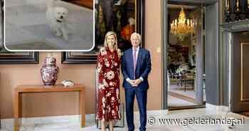 Toypoedel Mambo onderbreekt fotoshoot van Máxima: vorstelijke viervoeter rent door zaal