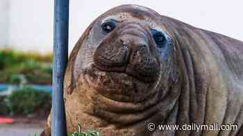 How Australia's world-famous one-tonne 'Neil the Seal' could be put to death because gawping selfie-seekers refuse to leave the viral sensation alone: 'Are you serious?'