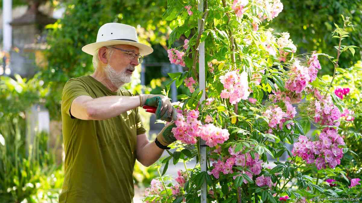 6 plants gardeners must prune in July for 'another flush of blooms'