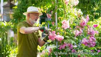 6 plants gardeners must prune in July for 'another flush of blooms'