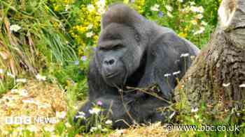 Cells from dead gorilla Jock could bring new life