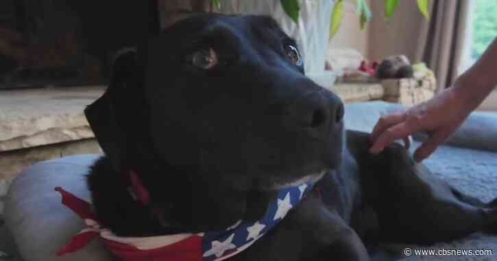 DeKalb County debates ban on retail pet sales: Could a new law help shelter animals?