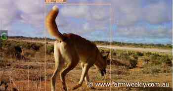 'A direct threat': cultural concerns stop wild dog baiting on WA reserves