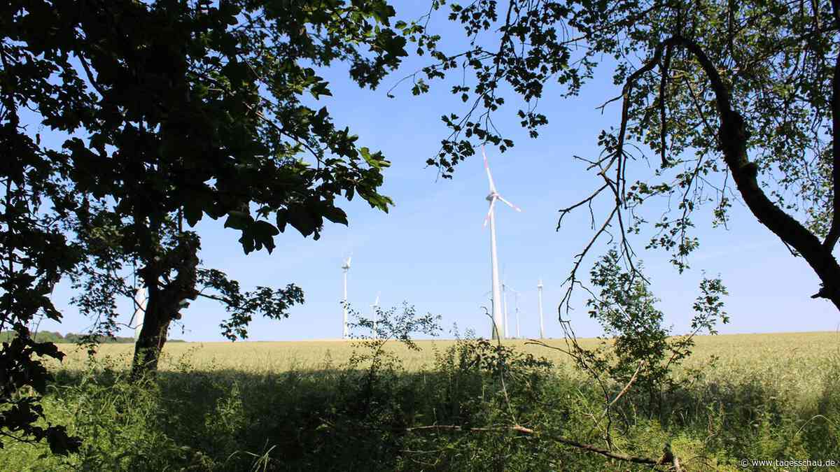 Wie Windräder beim Waldumbau helfen können