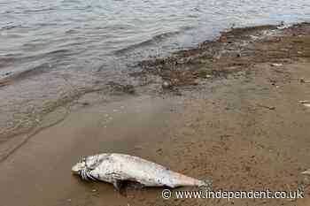 Mass death of marine animals in Australia caused by ‘world’s most toxic algae’