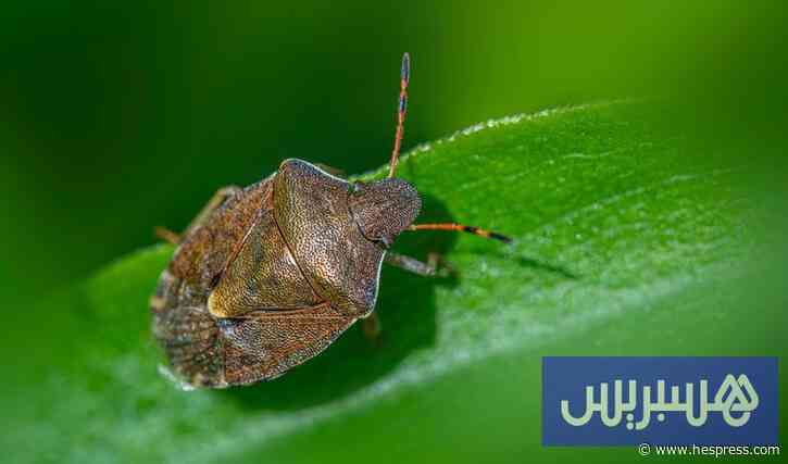 حقول الرحامنة تشتكي حشرة ضارة