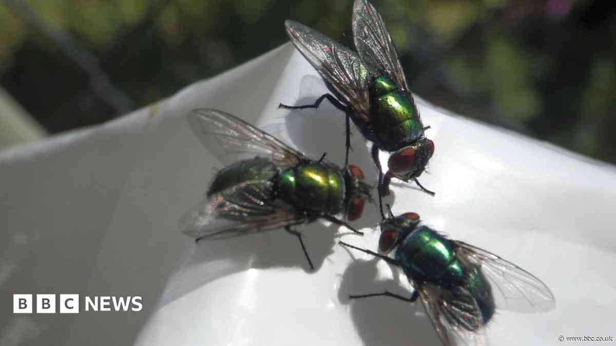 The 'biblical' mystery fly infestation plaguing a seaside community