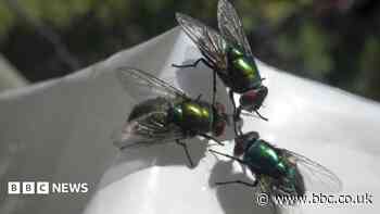 The 'biblical' mystery fly infestation plaguing a seaside community