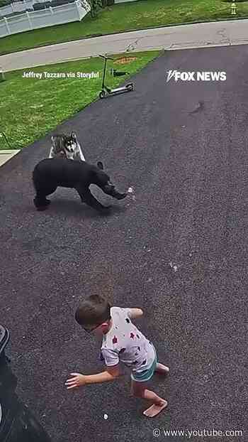 SEE IT: Heroic husky protects child from charging bear attack #foxnews #news #shorts #dog #animals