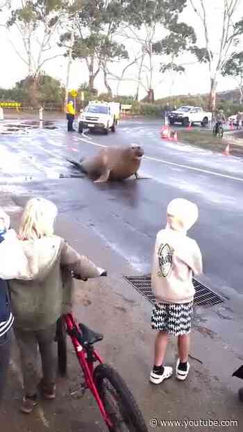 Massive elephant seal CHASES beachgoers in Australia #shorts #foxnews #news #world