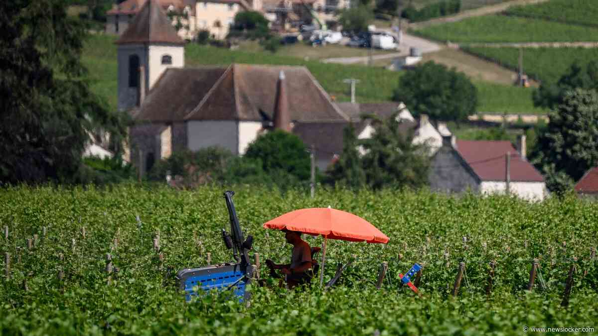 LIVE | Extreme zomerhitte slecht nieuws voor Franse wijnboeren; dit is het weer in de andere vakantielanden