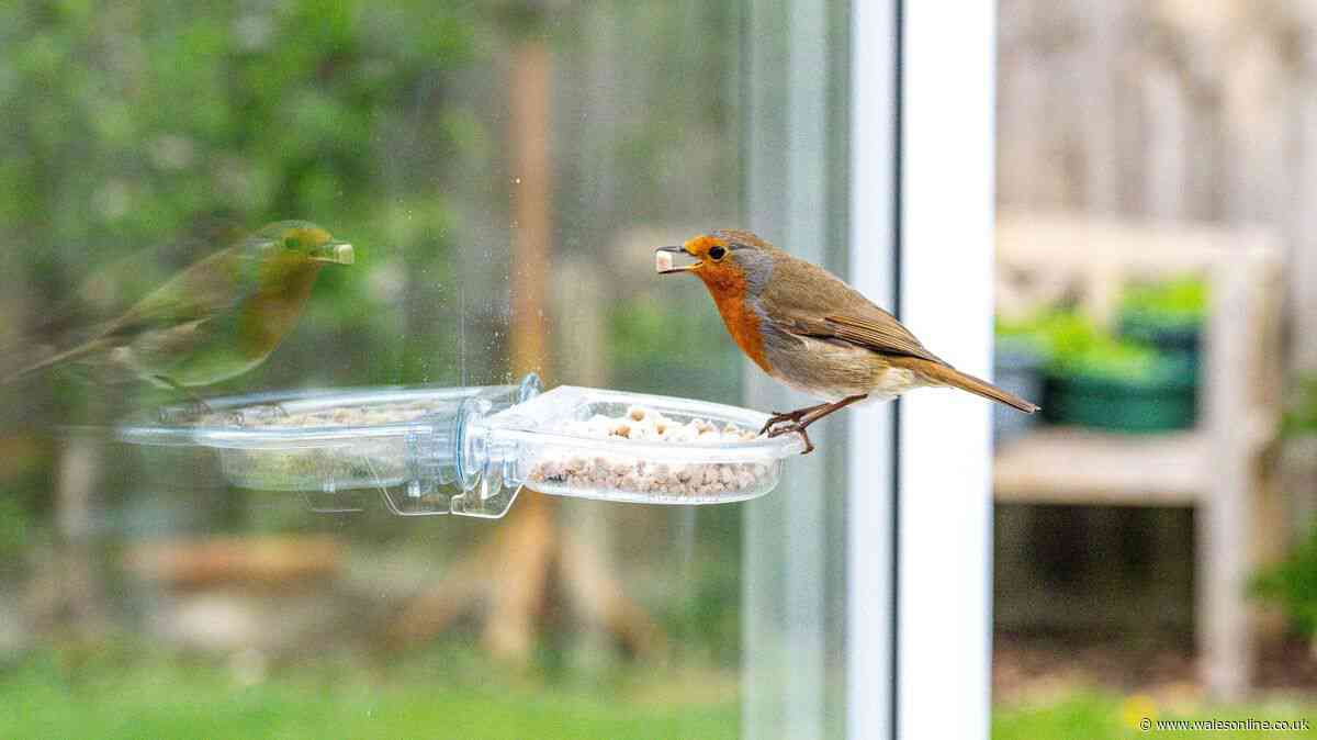 Protect robins in your garden by leaving key item out for them