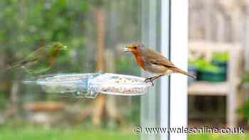 Protect robins in your garden by leaving key item out for them