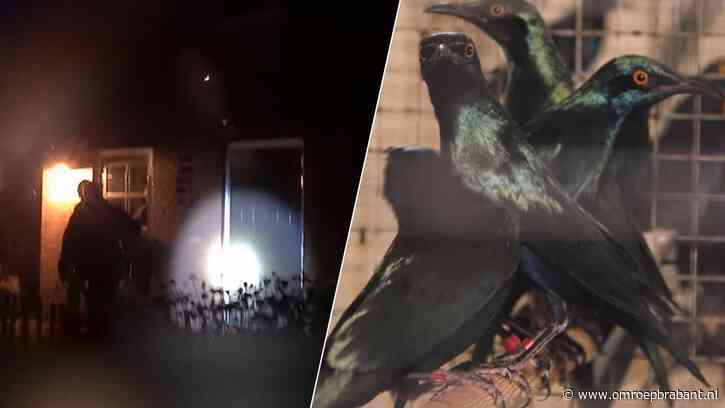 Omstreden vogelhandelaar moet deuren sluiten na controle van de gemeente