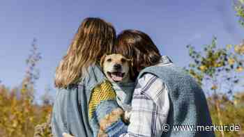 Deutschlands beliebteste Hunde: Warum kleinere Vierbeiner immer gefragter werden