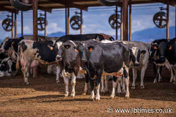 EU Wants to Change How Meat, Eggs and Dairy Are Produced: Here's What's in the New Livestock Strategy