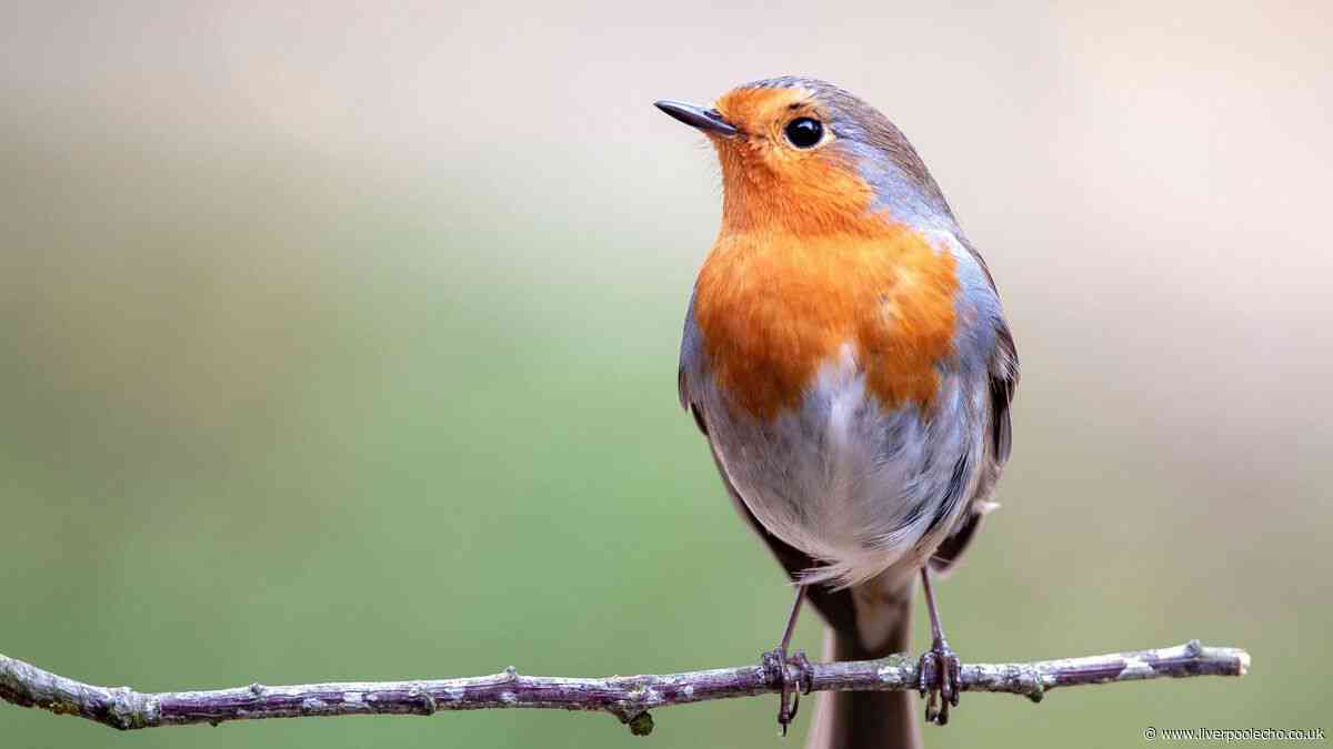 Garden experts urge Brits to leave one thing out to help robins in heatwave