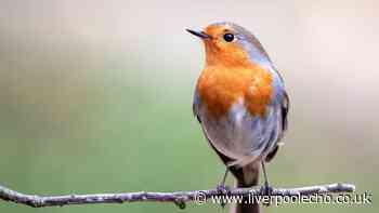 Garden experts urge Brits to leave one thing out to help robins in heatwave