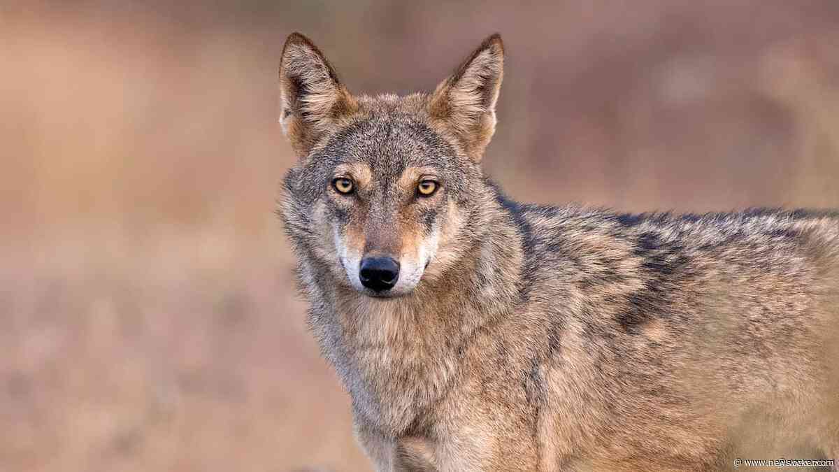 Nederland vraagt Duitsland om hulp, zodat sneller op wolven kan worden gejaagd