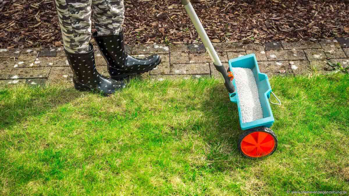 Düngen im Juli und August: Wann Ihr Rasen Stickstoff braucht – und wann besser Kalium