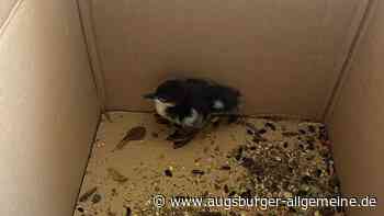 Tierrettung am Mühlbach in Landsberg: Was kann man verbessern?