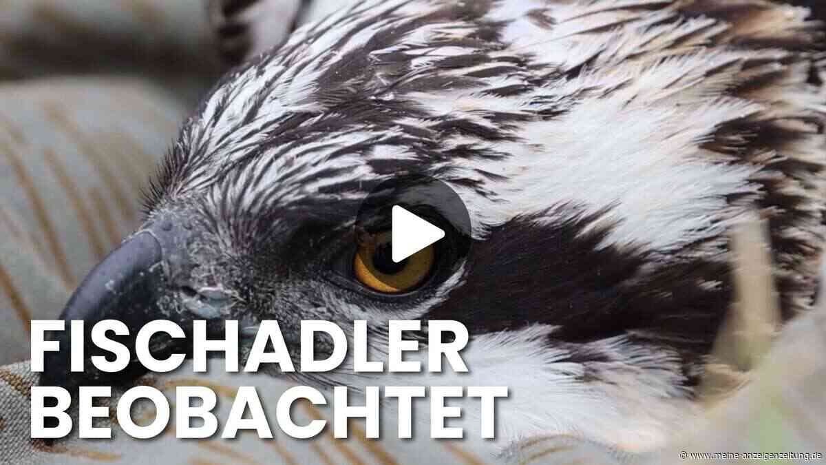 Mehr als 270 Brutpaare: Fischadler-Forscher in MV machen überraschende Entdeckung
