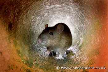 Pied Piper town of Hamelin battles real-life rat infestation