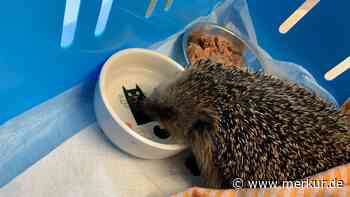 Igel löst eine Woche lang nachts Alarm in Baumarkt aus