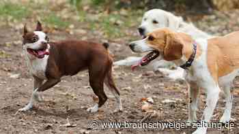 Endlich mehr Auslauf: Braunschweig bekommt eine neue Hundewiese