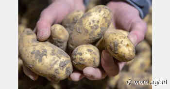 Hittegolf zet aardappelen en uien onder druk, maar schade in Nederland blijft vooralsnog beperkt