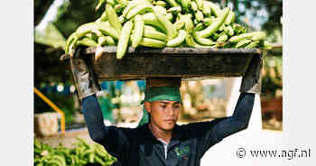 Toenemende vraag naar biologisch Fairtrade-assortiment stuwt Fairtrade-verkoop