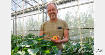Nieuwe oranje paprika in het bioschap
