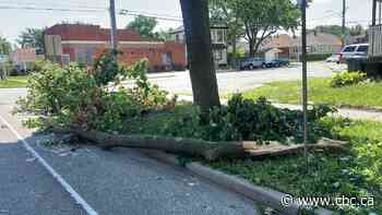 What to know about special storm trash pickup in Windsor-Essex
