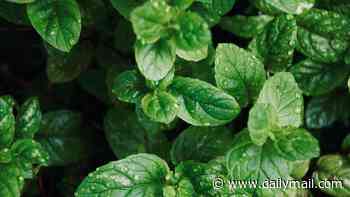 Mint condition: how the humble herb can help to soothe your gut, freshen breath and lower stress levels