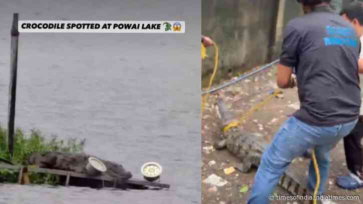 Mumbai's Powai Lake is becoming this monsoon's most unexpected wildlife attraction, thanks to the Mugger crocodiles emerging after heavy rains