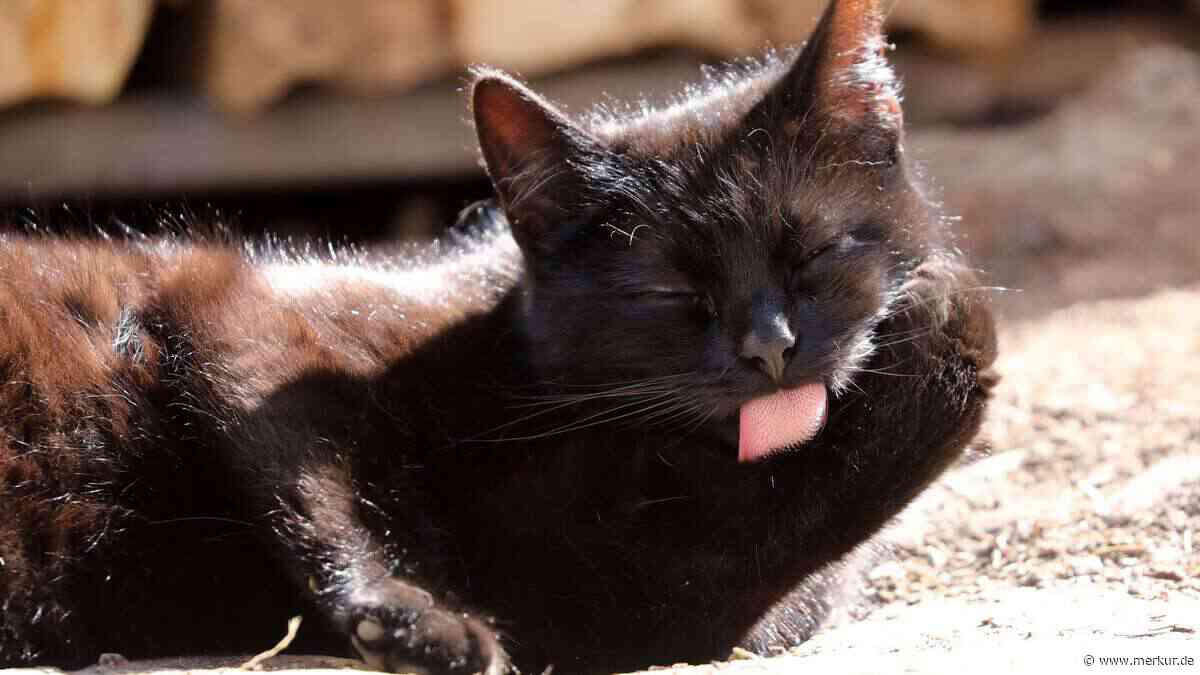 Ihre Katze leckt sich nach dem Streicheln? Warum das ein gutes Zeichen ist