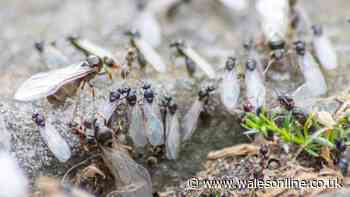 Stop flying ants invading your home by spraying 1 kitchen ingredient in garden in July