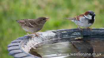 Gardeners urged to do simple 1-minute task this month to help out birds