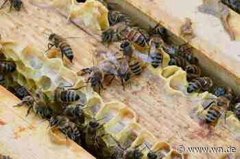 Amerikanische Faulbrut: Stadt Münster sperrt Bienenstand