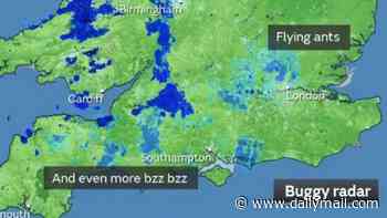 Invasion of the flying ants! Swarms plaguing Britain are being mistaken for RAIN on weather maps