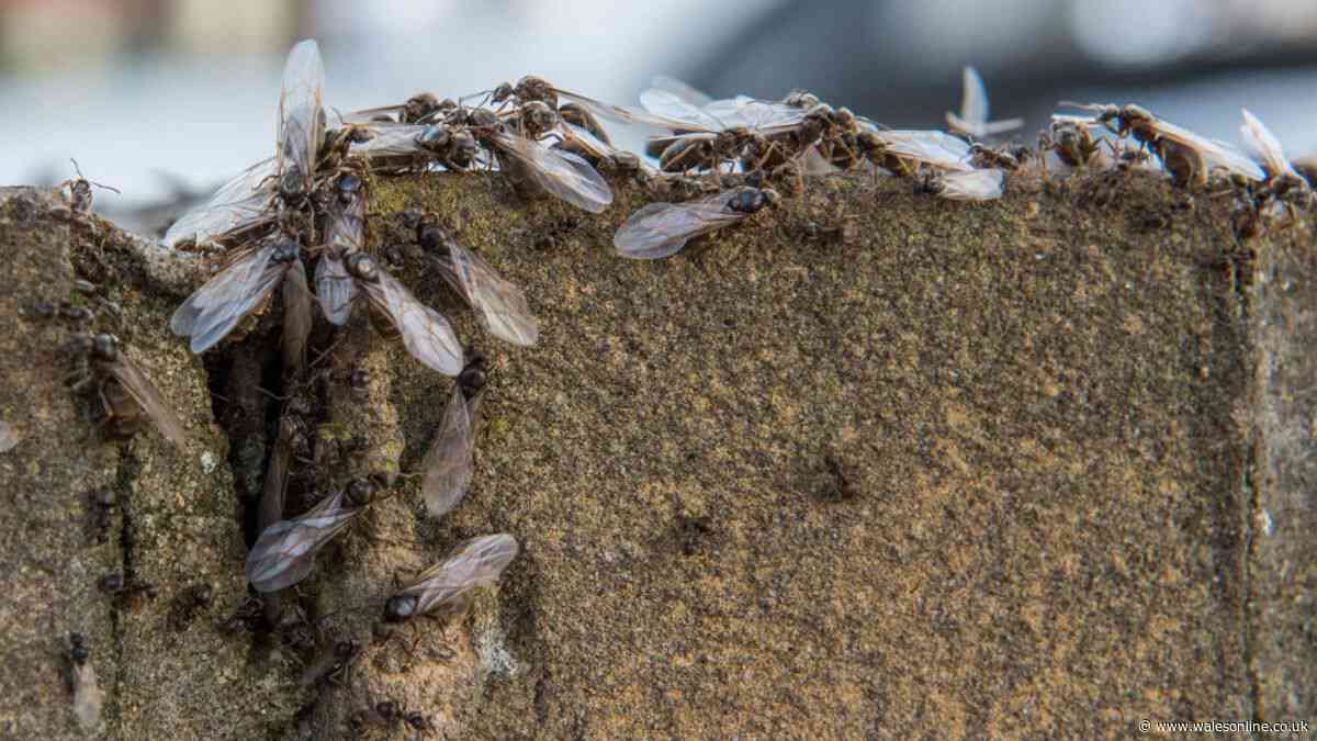 Stop flying ants invading garden by sprinkling 85p kitchen item on grass