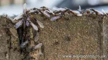 Stop flying ants invading garden by sprinkling 85p kitchen item on grass