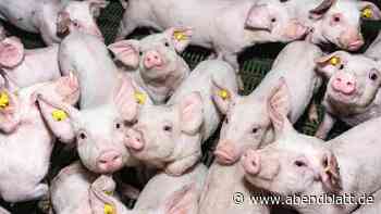 Panisch quiekende Schweine: Tierrechtler planen ungewöhnlichen Protest
