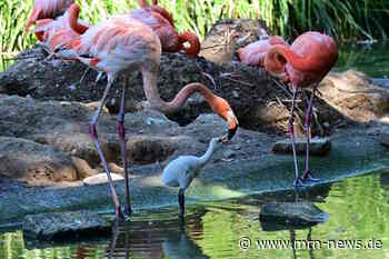 Heidelberg – Nachwuchs bei den Kuba-Flamingos im Zoo Heidelberg