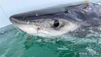 There's a great white shark in the Gulf of St. Lawrence. Don't worry — it's normal