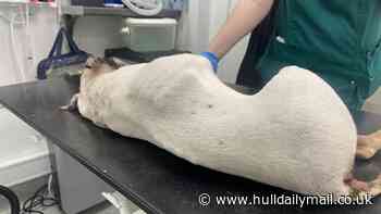 World Cup fever can leave pets vulnerable to domestic violence, RSPCA warns