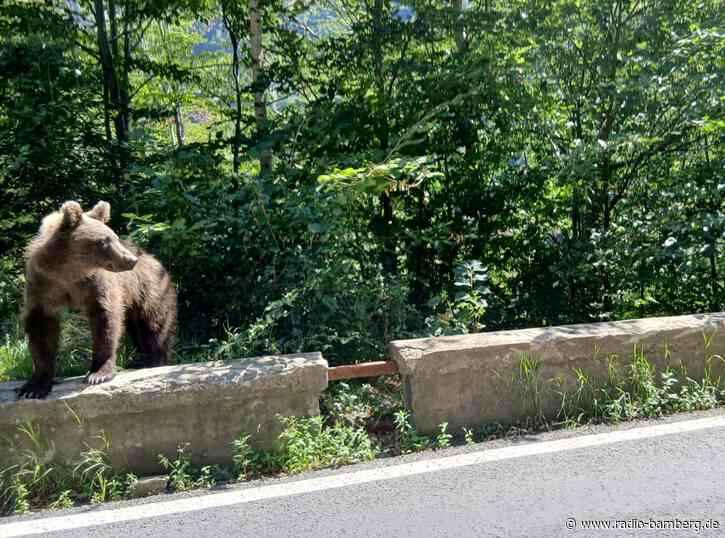 Bär in Thiersee gesichtet – Jäger finden keine Spuren