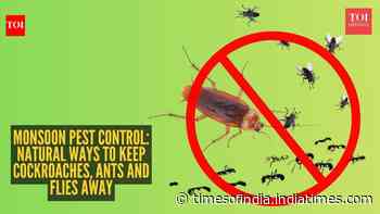 Monsoon pest control: Natural ways to keep cockroaches, ants and flies away
